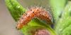 Stangeia siceliota